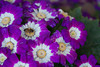 beetography > Nepal >  aster-DSC_0125