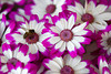 beetography > Nepal >  aster-DSC_0127