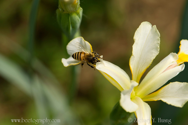 Mother’s day special: iris & bees – Bee the Best!
