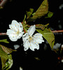 beetography > Flowers >  cherry-DSC_1640