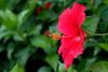 beetography > Hibiscus >  hibiscus-DSC_2374