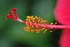 beetography > Hibiscus >  hibiscus-DSC_2376