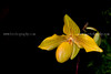 beetography > Orchids >  DSC_1113