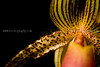 beetography > Orchids >  DSC_1141