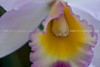 beetography > Orchids >  DSC_1221