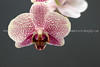 beetography > Orchids >  DSC_2388