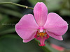 beetography > Orchids >  DSC_2389