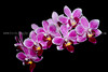 beetography > Orchids >  DSC_2420