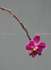 beetography > Orchids >  DSC_2421