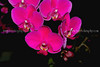 beetography > Orchids >  DSC_2503