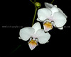 beetography > Orchids >  DSC_2507