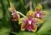 beetography > Orchids >  DSC_2510