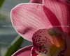 beetography > Orchid flower