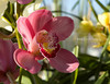 beetography > Orchid flower