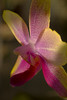 beetography > Orchids >  DSC_4003