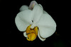 beetography > Orchids >  DSC_4020