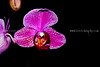 beetography > Orchid flower