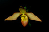 beetography > Orchids >  DSC_4338