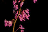 beetography > Orchids >  DSC_4425