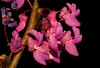 beetography > Orchids >  DSC_4425c