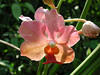 beetography > Orchids >  DSCN0100