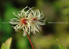 beetography > Plants >  clematis-DSC_9942