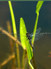 beetography > Plants >  dragonfly-DSC_3510