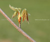 beetography > Plants >  grape-DSC_1533