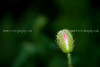 beetography > Poppies >  poppy-DSC_4534