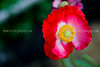 beetography > Poppies >  poppy-DSC_4570