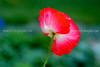 beetography > Poppies >  poppy-DSC_4572