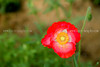 beetography > Poppies >  poppy-DSC_4579