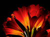 beetography > Poppies >  DSC_4555-clivia-c