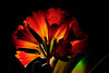 beetography > Poppies >  DSC_4555-clivia