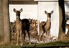 beetography > Poppies >  DSC_4560-deer