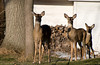 beetography > Poppies >  DSC_4567-deer