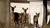 beetography > Poppies >  DSC_4568-deer