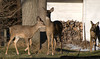 beetography > Poppies >  DSC_4570-deer