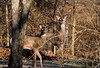 beetography > Poppies >  DSC_4578-deer