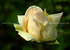 beetography > Roses >  rose-DSC_3417