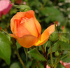 beetography > Roses >  rose-DSC_3420