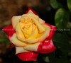 beetography > Roses >  rose-DSC_3422