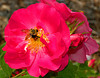 beetography > Roses >  rose-DSC_3431