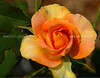 beetography > Roses >  rose-DSC_3435