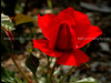 beetography > Roses >  rose-DSC_3439