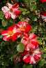 beetography > Roses >  rose-DSC_3443