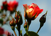 beetography > Roses >  rose-DSC_3458