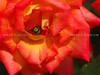 beetography > Roses >  rose-DSC_3462