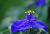 beetography > Spiderwort >  spiderwort-DSC_3695