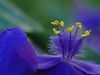 beetography > Spiderwort >  spiderwort-DSC_3708